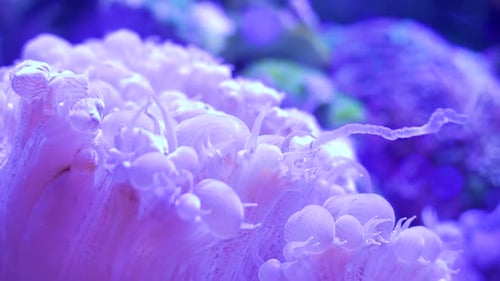 of a sea anemone moving its tentacles at the bottom of the sea