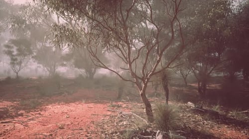 Foggy Field and Distant Trees in Australian Bush