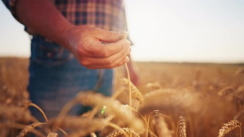 Man Farmer Agronomist Gently Touching Ripe Wheat Ear with Care on Field at Sunset Hand Closeup