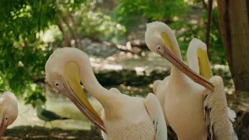 Pelicans Preening Their Feathers in Natural Environment
