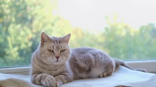 Tabby Cat Grooming Itself near a Window