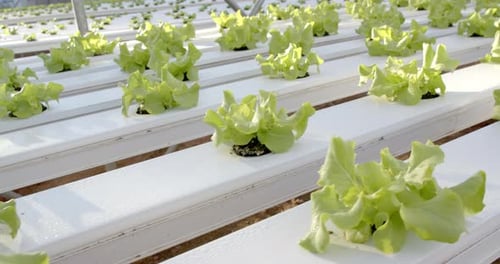 Growing lettuce in hydroponic farm, young plants thriving in greenhouse, copy space