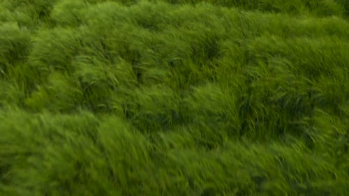 Green wheat field in the wind. Ears of wheat on the field blown by the wind.