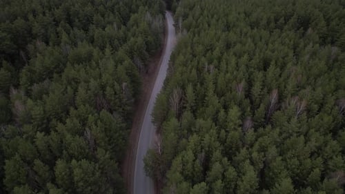 Road Through Pine Forest