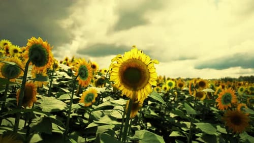 Golden Sunflowers Bloom Under a Cloudy Sky in a Vibrant Summer Field