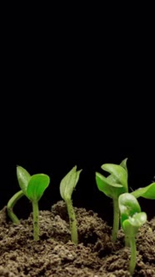 Seedlings Germinate and Grow in Time Lapse