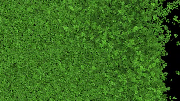 Transition Shamrock for on Alpha 4K, Backgrounds Motion Graphics ft ...