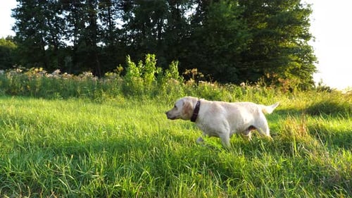 Happy Golden Retriever Running on Meadow at Sunny Day Cute Friendly Dog Breed Labrador Jogging on