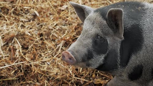 A Big Fat Boar on a Pig Farm Looks at the Camera