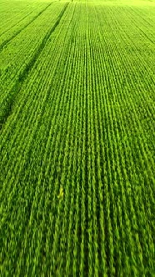 Lush Green Agricultural Field Viewed From Above in Summer Sunlight