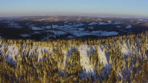 High Snowy Mountain Covered with Evergreen Fir Trees on a Sunny Cold Day