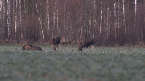A flock of moose elk feeding on rapeseed field on their knees in evening dusk