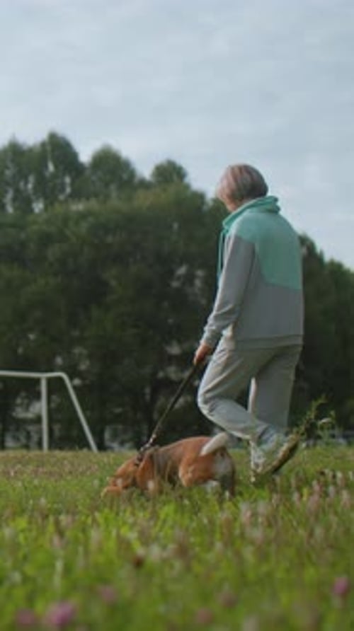 Elderly Lady Walking Older Woman Gently Guides Her Dog Through Meadow Exercises Elderly Woman