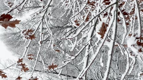 Bottom View of A Snowstorm in a Winter Public Park It is Snowing Heavily Snowflakes are Slowly