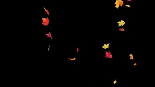 Falling Maple Leaves on Transparent Alpha Loop