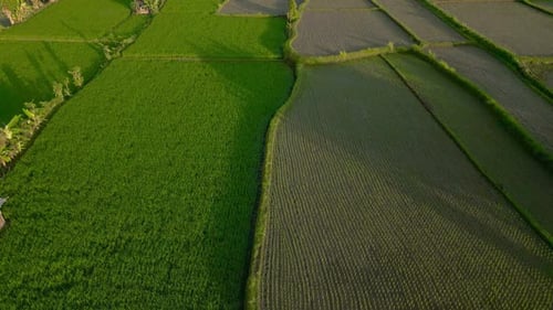 Lush Green Rice Fields with Structured Terraces Showcasing the Agricultural Beauty of Ubud