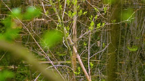 Young Trees Sprouting in a Forest Pond