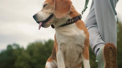 Bull Dog Sitting on Cliff Wearing Star Leash Beside Owner Outdoors