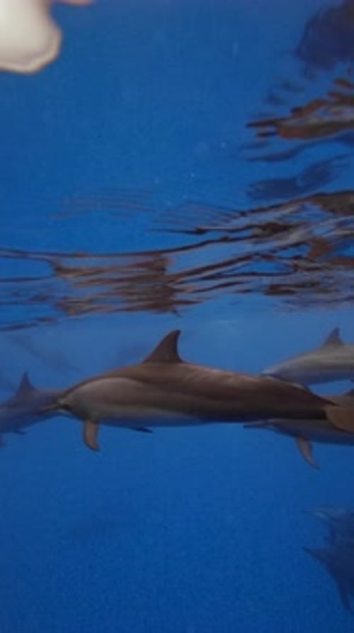 Dolphin Swimming Underwater in Blue Ocean Dolphins Family Undersea