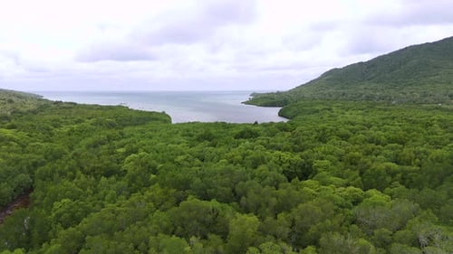 Mangrove Forest