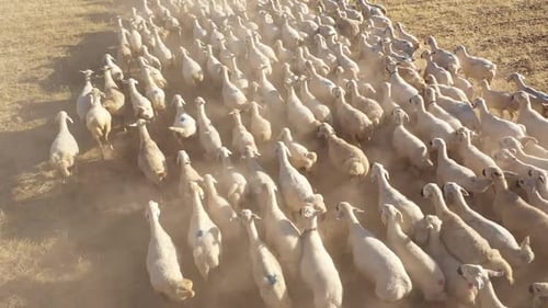 Un troupeau de moutons traverse le champ au coucher du soleil
