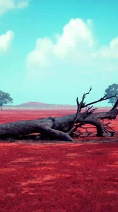 A Withered Tree in a Vibrant Red Field
