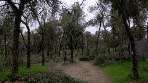 Fallen trees in Madrid largest park Casa de Campo after Filomena snow blizzard in January 2021 with