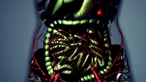 3D Human Internal Organs and Blood Vessels Animation