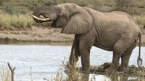 African elephant (Loxodonta africana) bull drinking from lake
