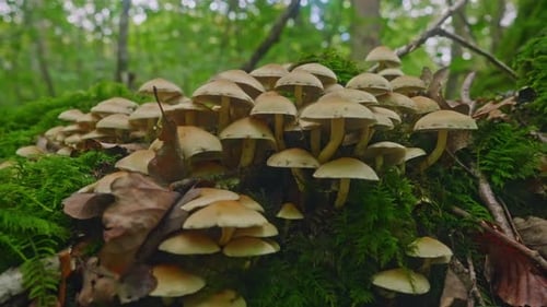 A Poisonous Mushroom in the Forest at Autumn