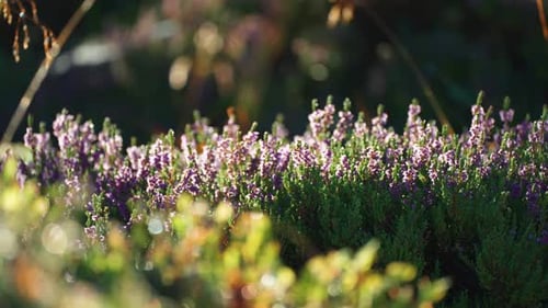 Eine Parallaxenaufnahme in Nahaufnahme mit rosafarbenen Heideblüten, die ihre zarten Blütenblätter und Herbstblüten hervorheben