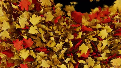 Falling autumn leaves Transition 4k