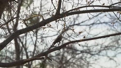 Vögel fliegen und landen bei Sonnenuntergang in einem Baum