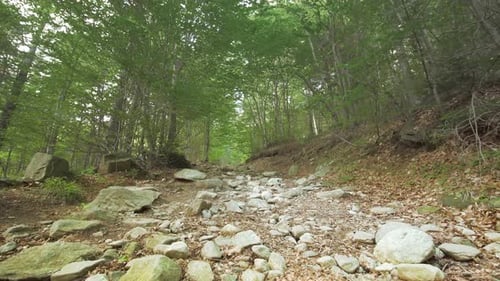 Road in the Forest Covered with Stones