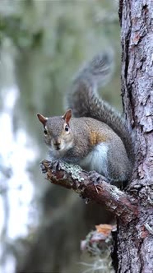 Squirrel Perched on Tree Branch Stares at Camera