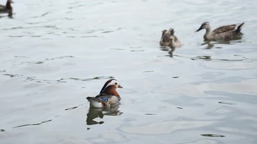 Mandarinen-Entenpaar Aix Galericulata am Westsee, Hangzhou, China