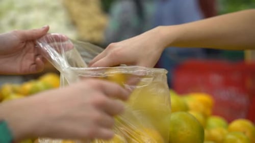 Woman's hands seen selecting oranges at a produce store or supermarket - isolated