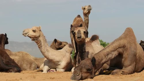 Kamele auf der Pushkar Fair, auch Pushkar Camel Fair oder lokal wie Kartik Mela genannt, ist ein