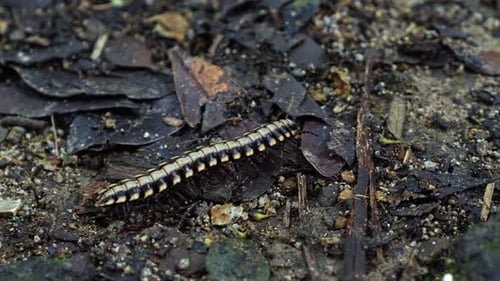 Gros plan d'un mille-pattes python (Nyssodesmus python) marchant au ralenti sur le sol de la forêt à Mo