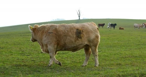 Grazing cow on the hill during sunny autumn day close-up view.