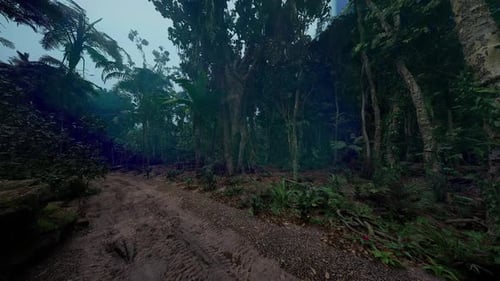 Lush Tropical Forest Pathway with Dense Greenery During Early Morning Light