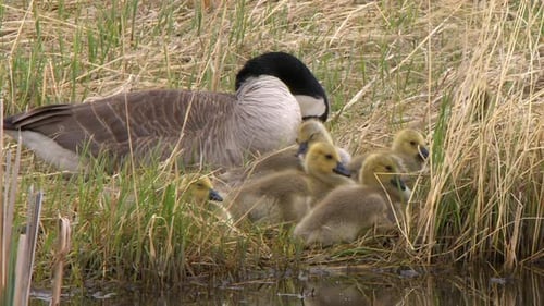 Adult goose and fluffy goslings preen plumage by edge of wetland pond