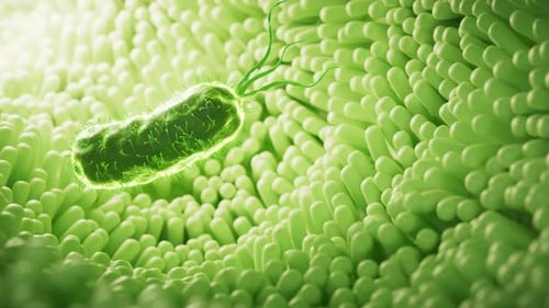 Fleshy intestinal canal lined with germs inside