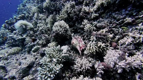 Underwater scene with vibrant coral reef, teeming with marine life, captured in natural light