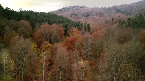 Autumn Forest