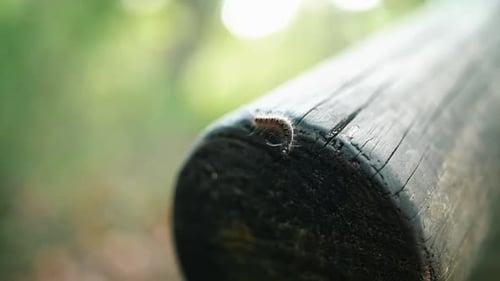 Caterpillar Hanging From The Tip Of The Wooden Column. -close up, slow motion