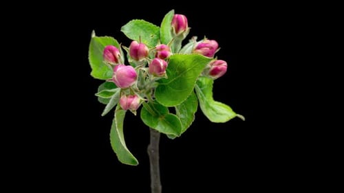 Time Lapse of Blooming Apple Flowers