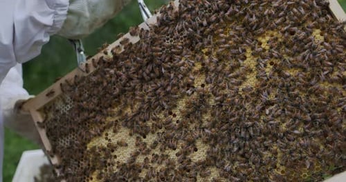 Close up of beekeeper holding honeycomb with bees - Nature product, organic honey and beehive farm