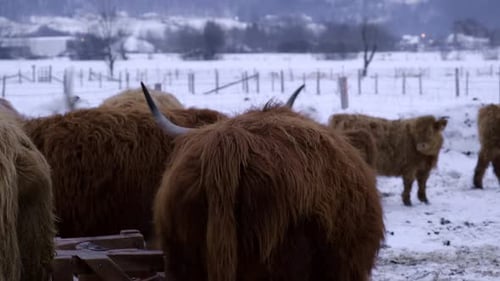 Highland Cattle Herd Grazing in Snowy Winter Field