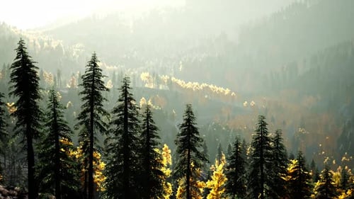 A Dense Forest with Towering Trees